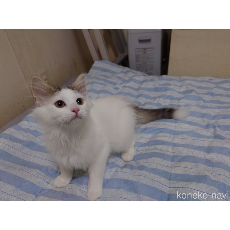 販売中の埼玉県のノルウェージャンフォレストキャット-113380
