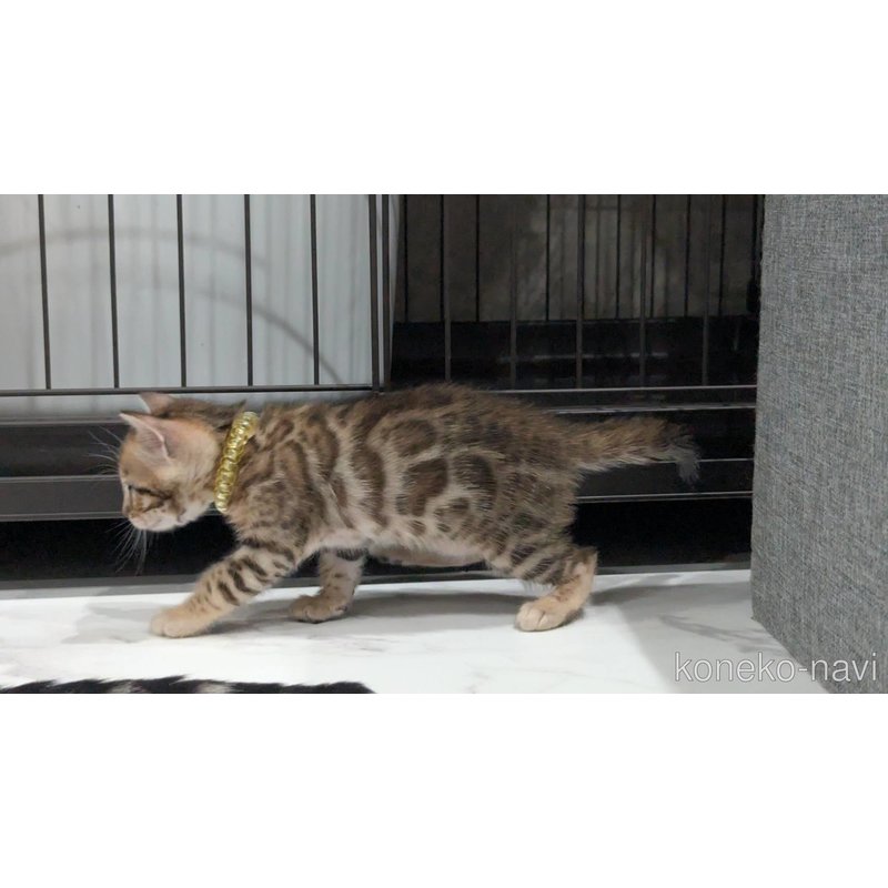 販売中の静岡県のベンガル-122559の10枚目