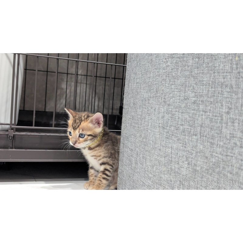 販売中の静岡県のベンガル-122559の2枚目