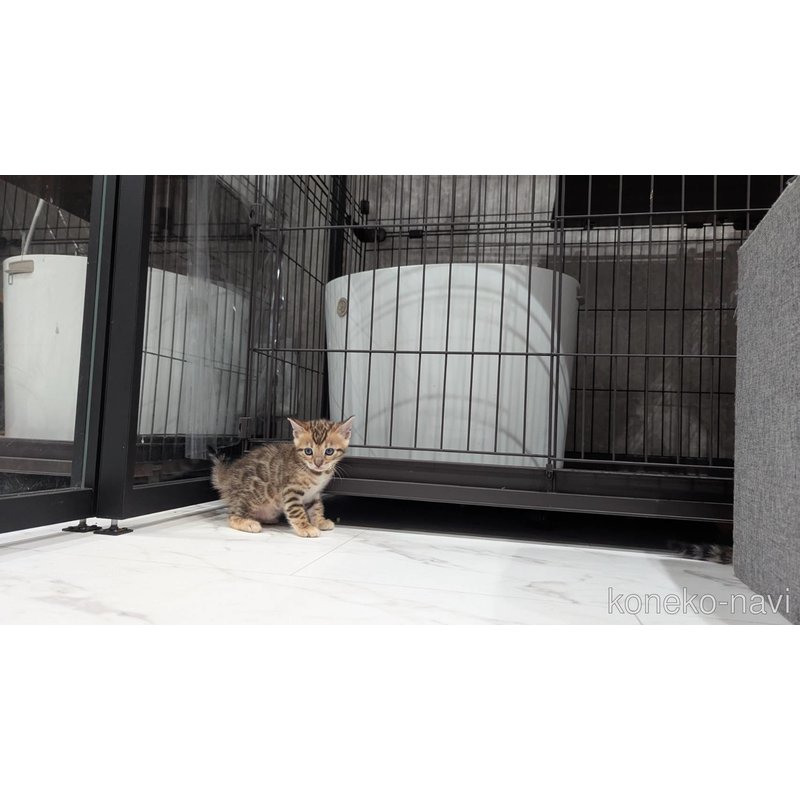 販売中の静岡県のベンガル-122559の3枚目
