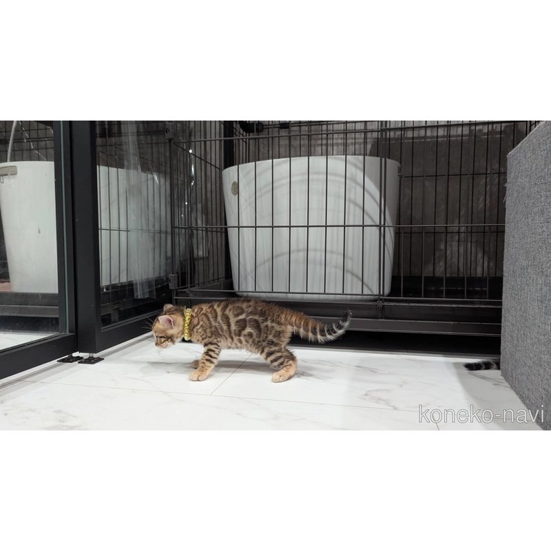 販売中の静岡県のベンガル-122559の6枚目
