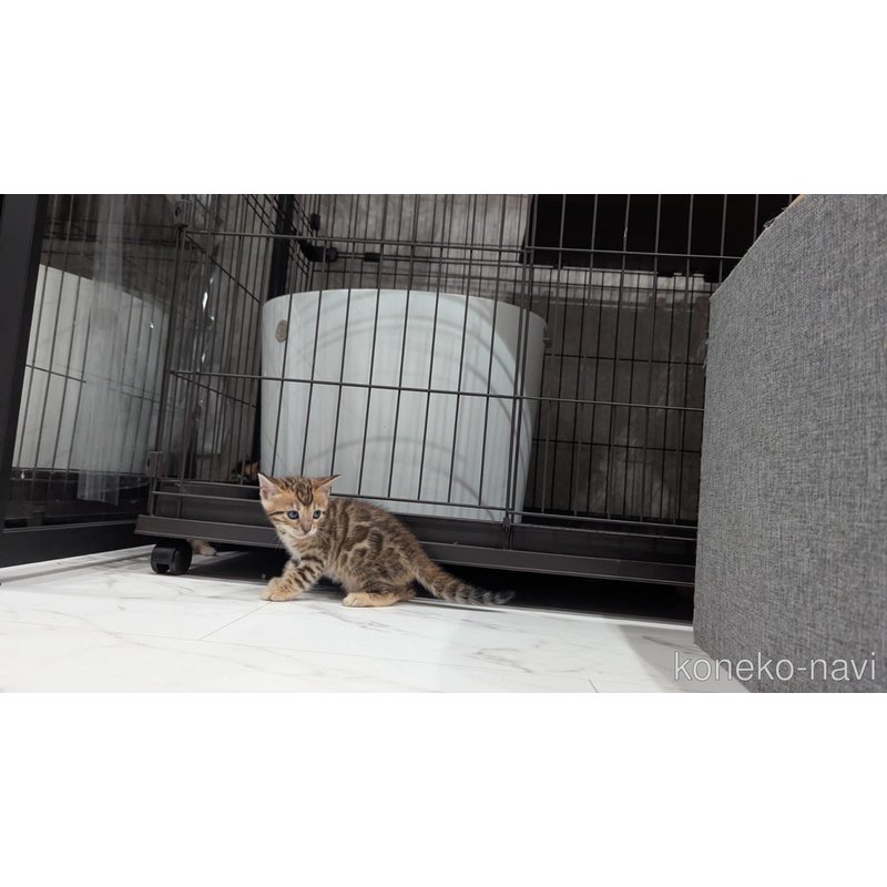 販売中の静岡県のベンガル-122559の7枚目