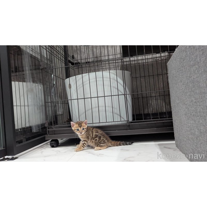 販売中の静岡県のベンガル-122559の9枚目