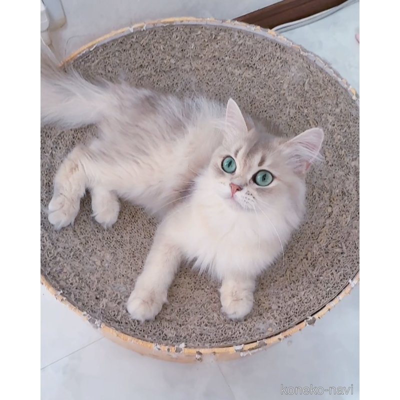 ハリーちゃん1枚目