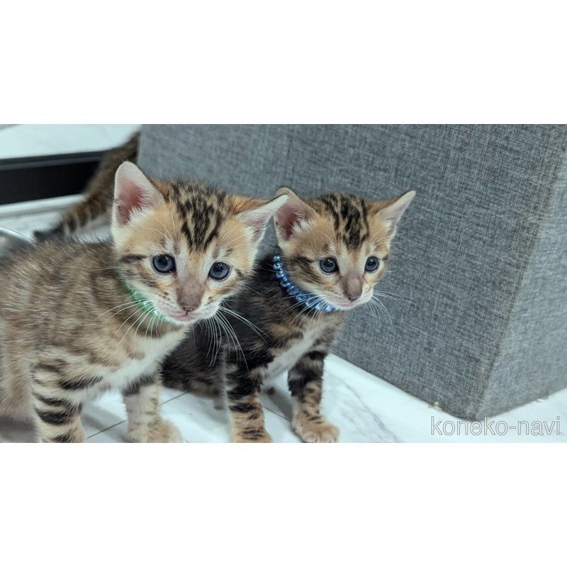 販売中の静岡県のベンガル-122562の8枚目