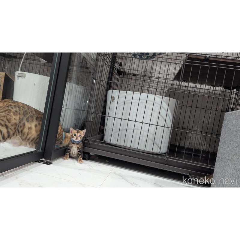販売中の静岡県のベンガル-122564の5枚目