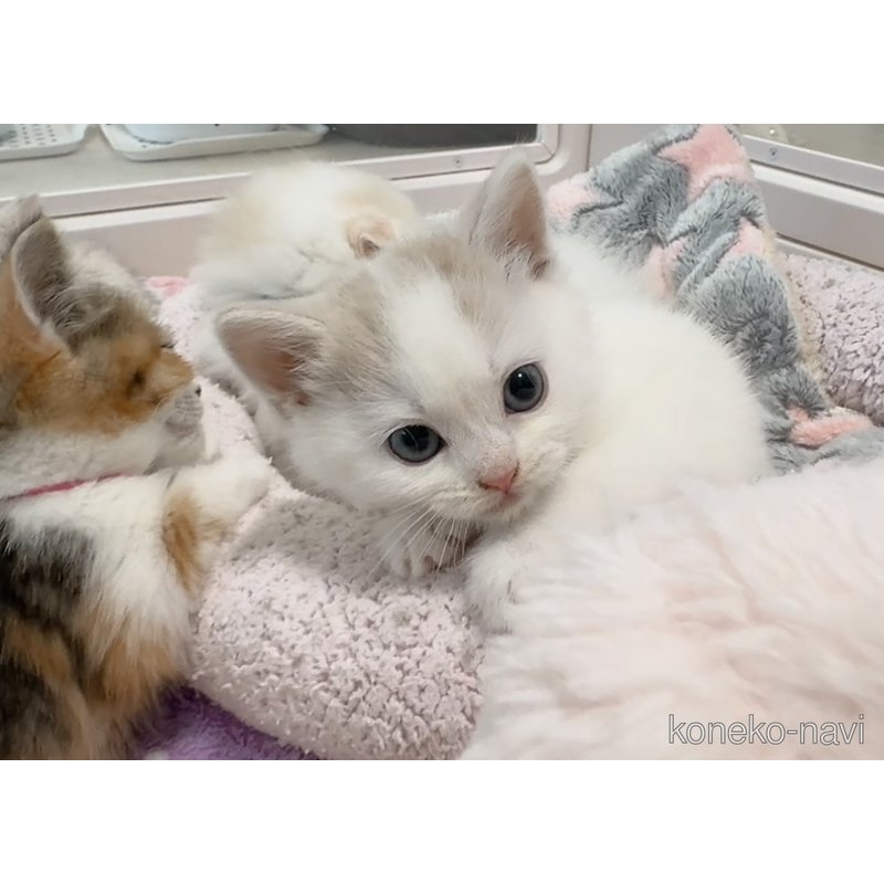 販売中の京都府のマンチカン-122565の4枚目