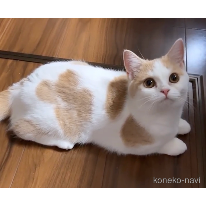 ののマンチカン(短足)-