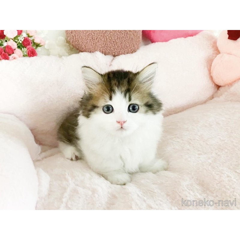 販売中の滋賀県のミヌエット(短足)-122566の3枚目