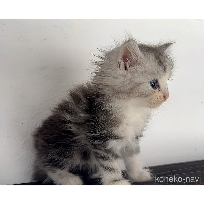 販売中の鹿児島県のノルウェージャンフォレストキャット-122572の3枚目