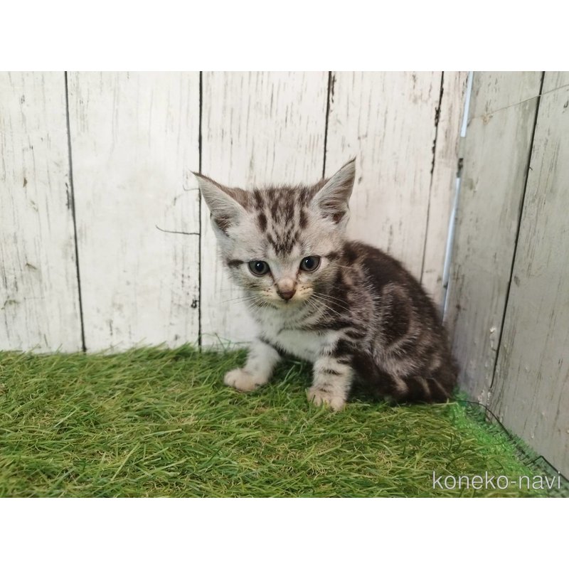 成約済の三重県のアメリカンショートヘア-122042の1枚目