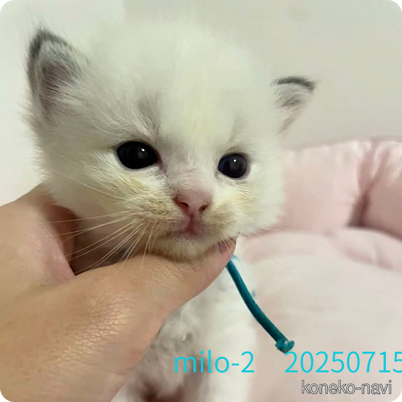 販売中の千葉県のラグドール-122579