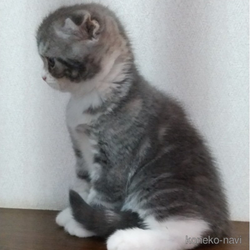 販売中の栃木県のスコティッシュフォールド-120112の1枚目