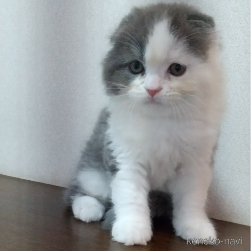 販売中の栃木県のスコティッシュフォールド-120111の1枚目