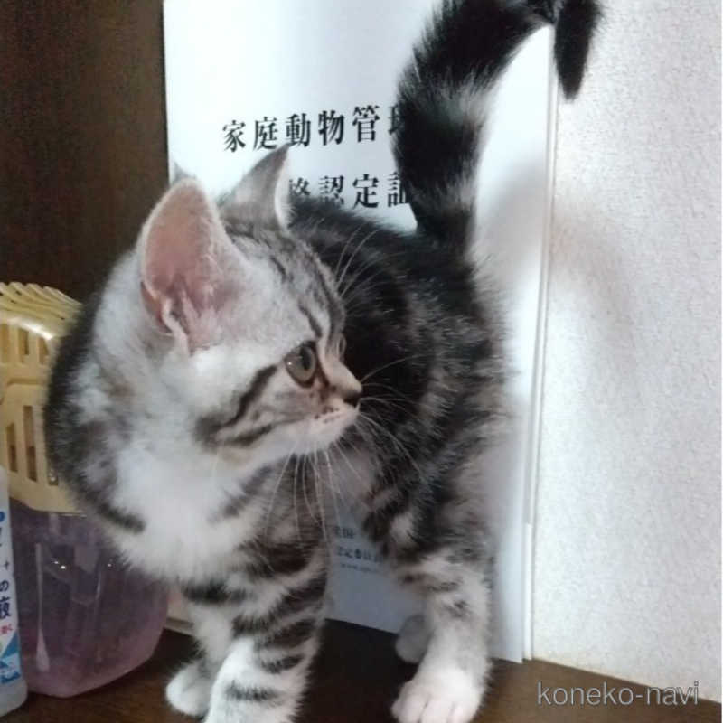 販売中の栃木県のスコティッシュフォールド-120115の4枚目