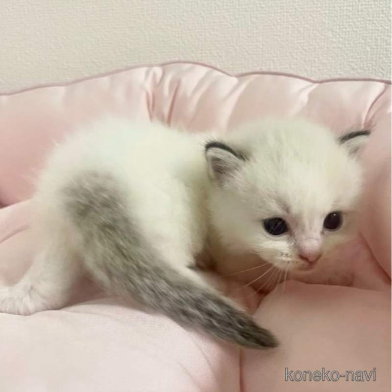 販売中の千葉県のラグドール-122582の3枚目