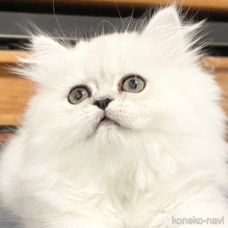 販売中の愛知県のミヌエット-117958の5枚目