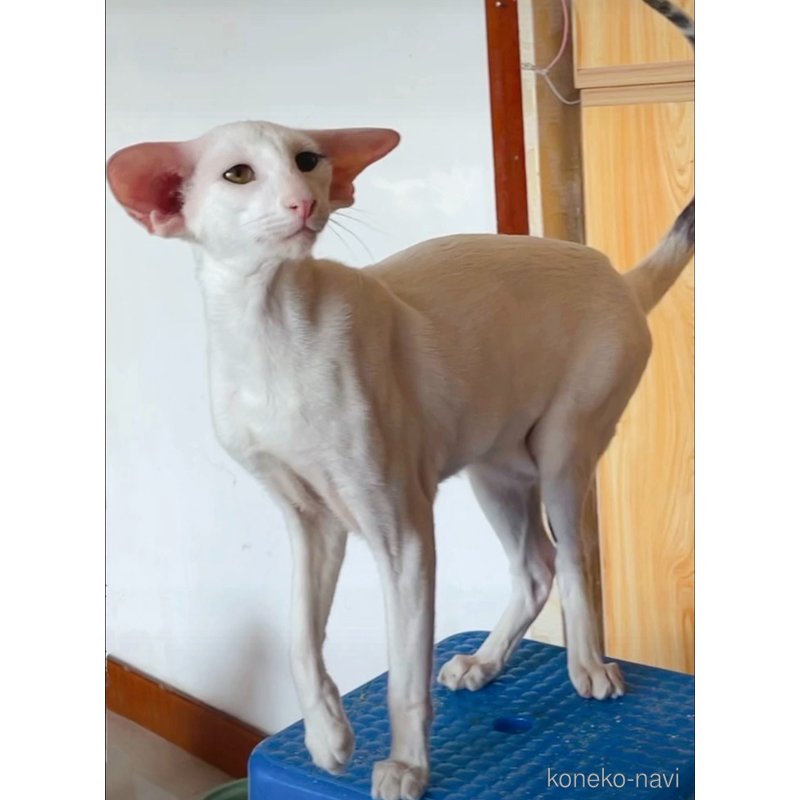 ファントムくん1枚目