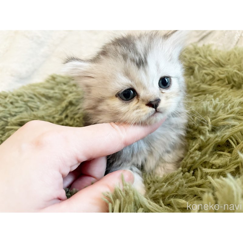 販売中の島根県のミヌエット(短足)-120026の2枚目