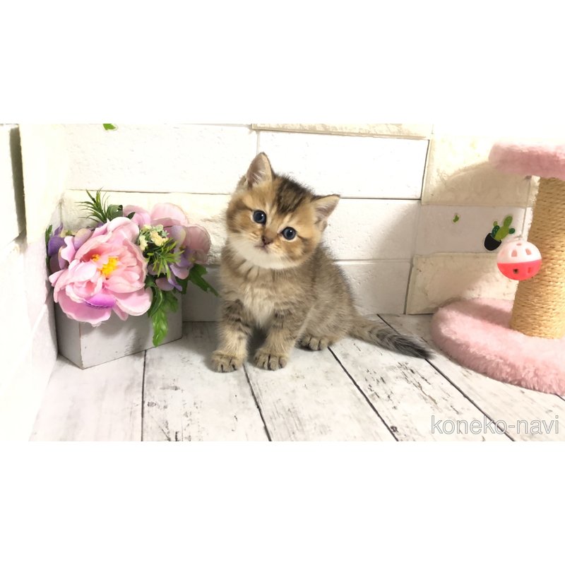 販売中の埼玉県のブリティッシュショートヘア-122075