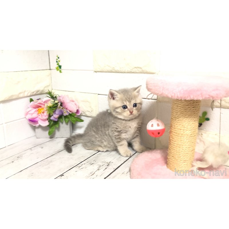販売中の埼玉県のブリティッシュショートヘア-122076