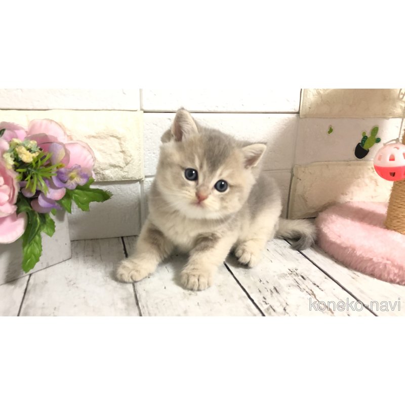 販売中の埼玉県のブリティッシュショートヘア-122077