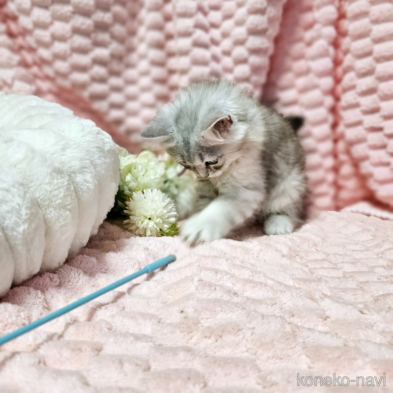 販売中の茨城県のミヌエット-122635の14枚目