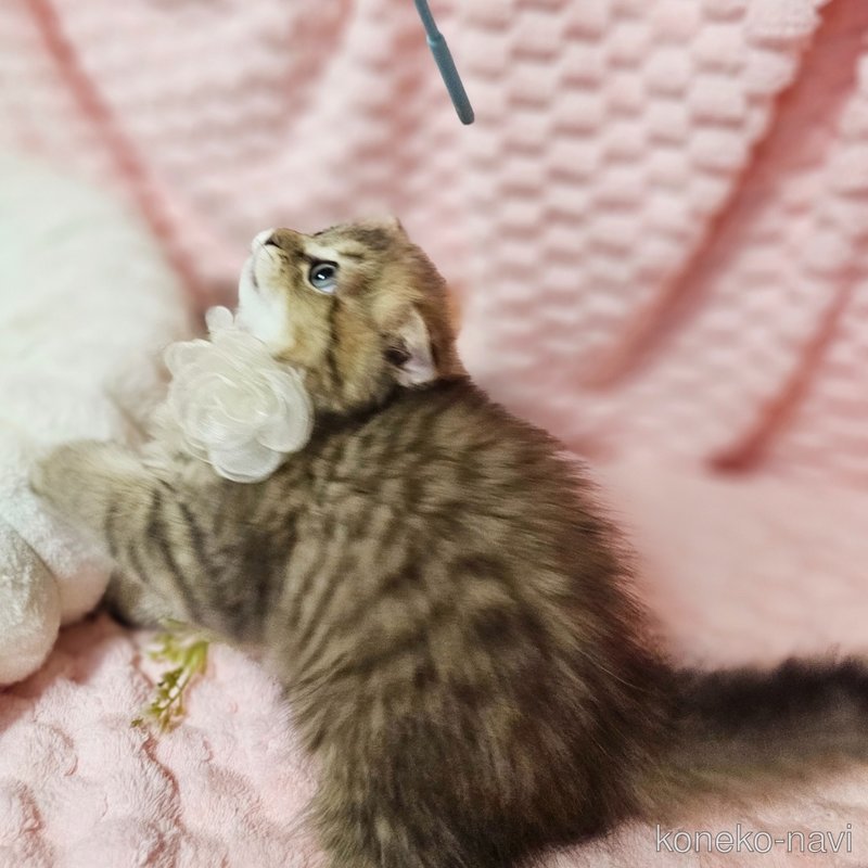 販売中の茨城県のミヌエット-122636の3枚目