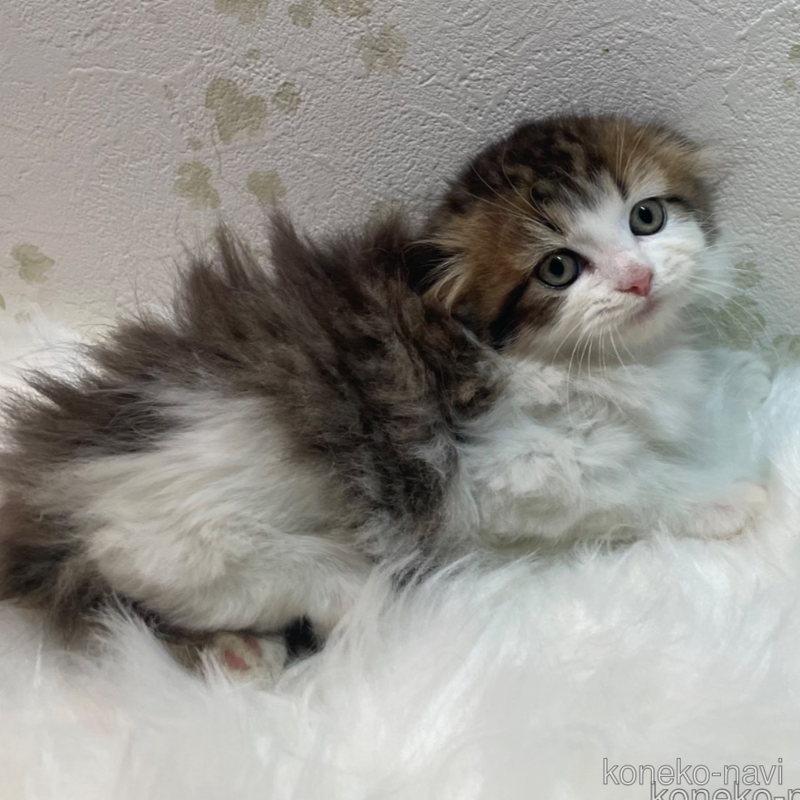 販売中の埼玉県のスコティッシュフォールド(折れ耳)-122643の1枚目