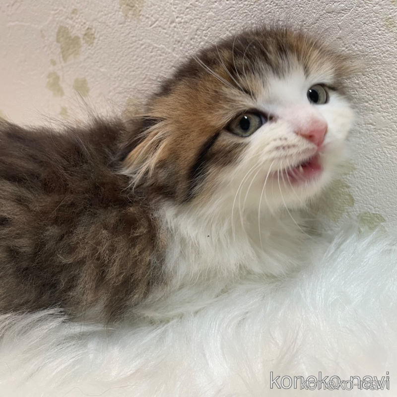 販売中の埼玉県のスコティッシュフォールド(折れ耳)-122643の3枚目