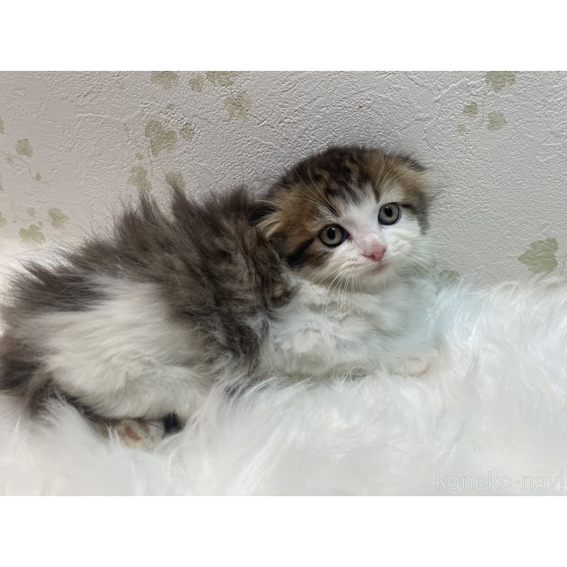 販売中の埼玉県のスコティッシュフォールド(折れ耳)-122643の2枚目
