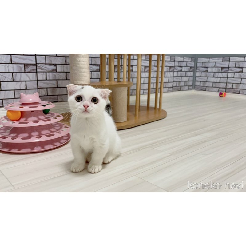 販売中の福岡県のマンチカン(短足)-116991