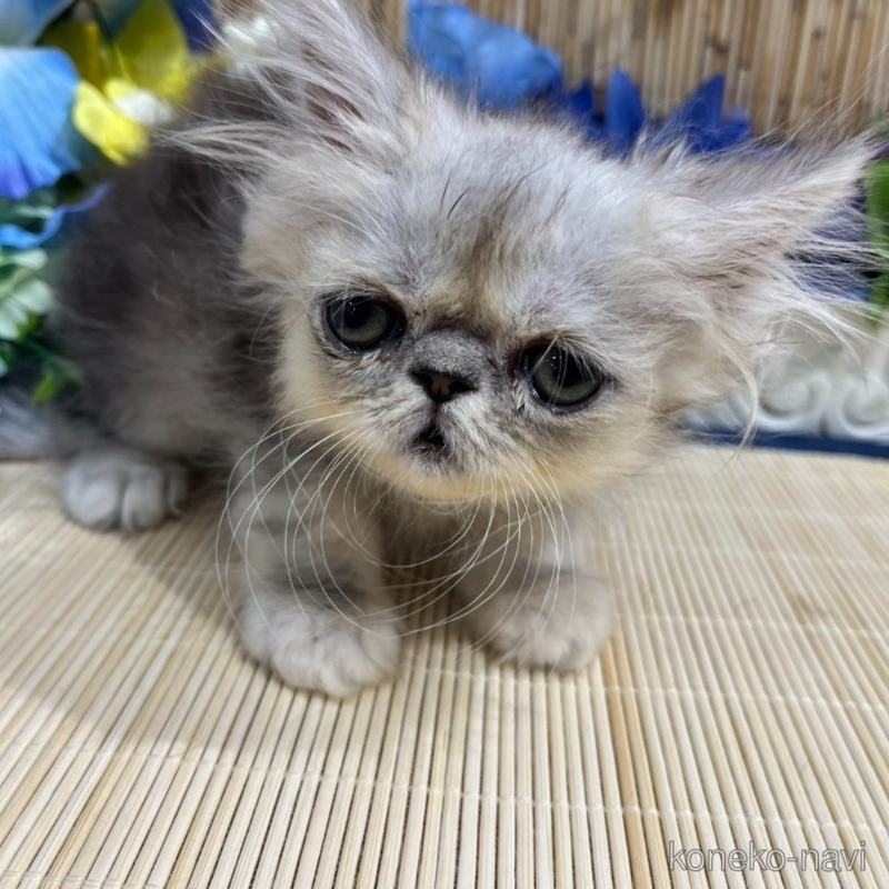 成約済の広島県のペルシャ-119390の1枚目