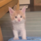 オンライン見学