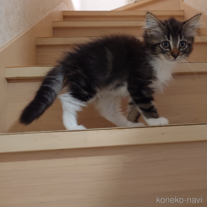 販売中の埼玉県のノルウェージャンフォレストキャット-118663の3枚目