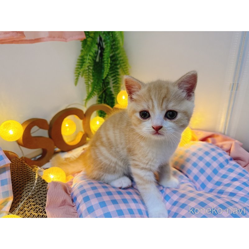 販売中の富山県のスコティッシュフォールド-122880の2枚目
