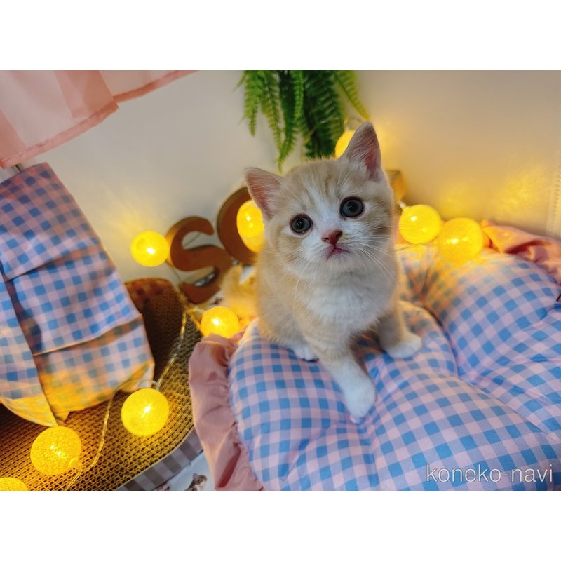 販売中の富山県のスコティッシュフォールド-122880の3枚目
