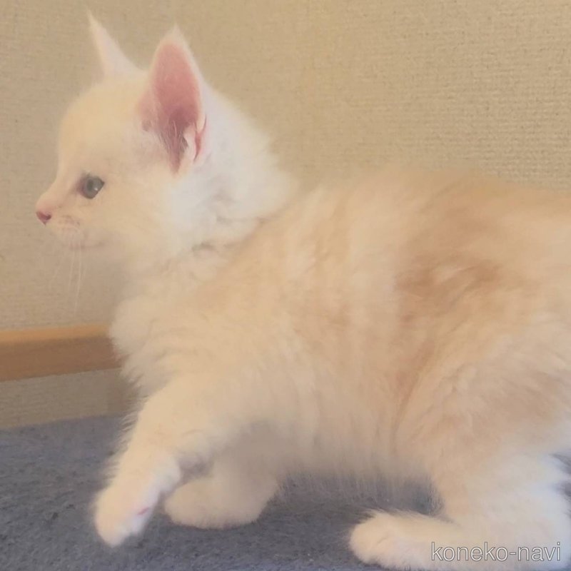 販売中の岡山県のメインクーン-122660の4枚目