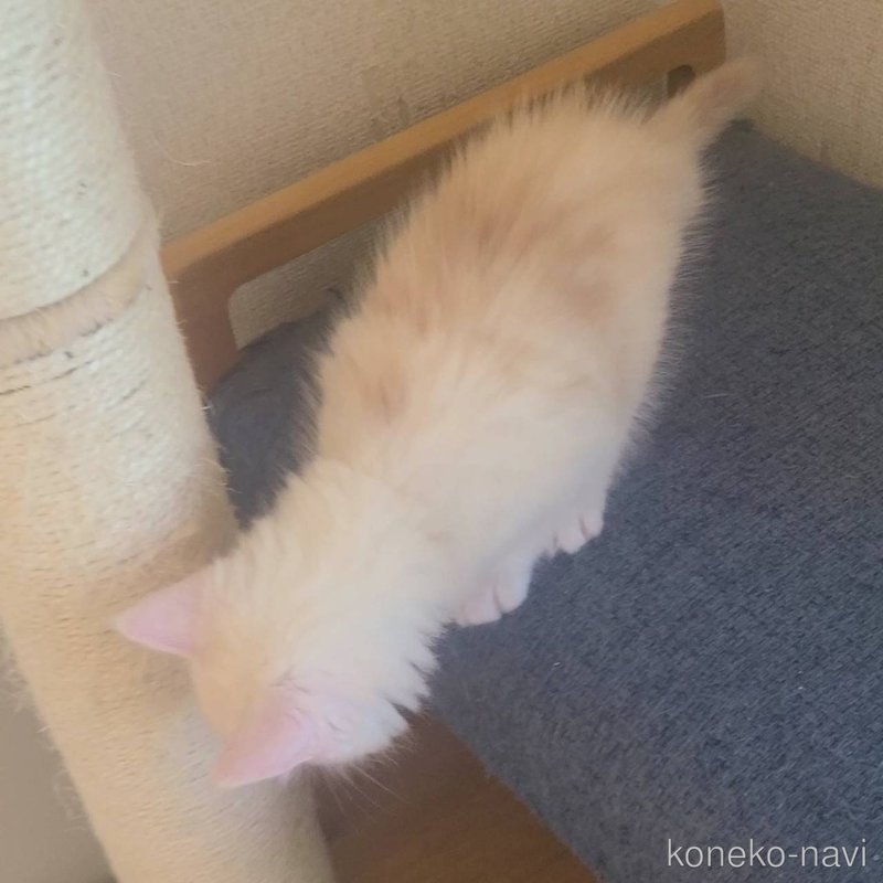 販売中の岡山県のメインクーン-122660の7枚目