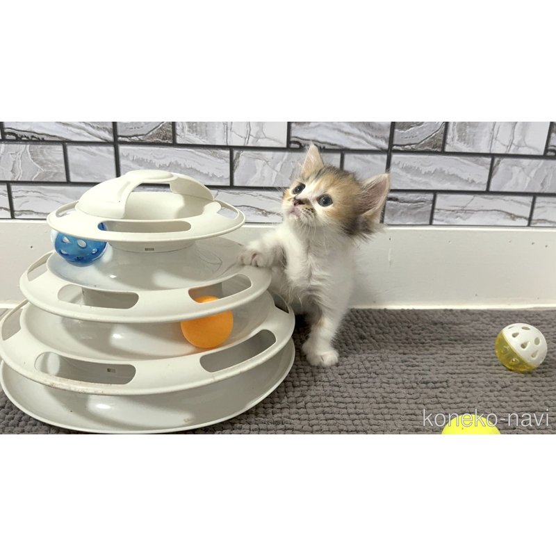 販売中の福岡県のマンチカン(短足)-122663の2枚目