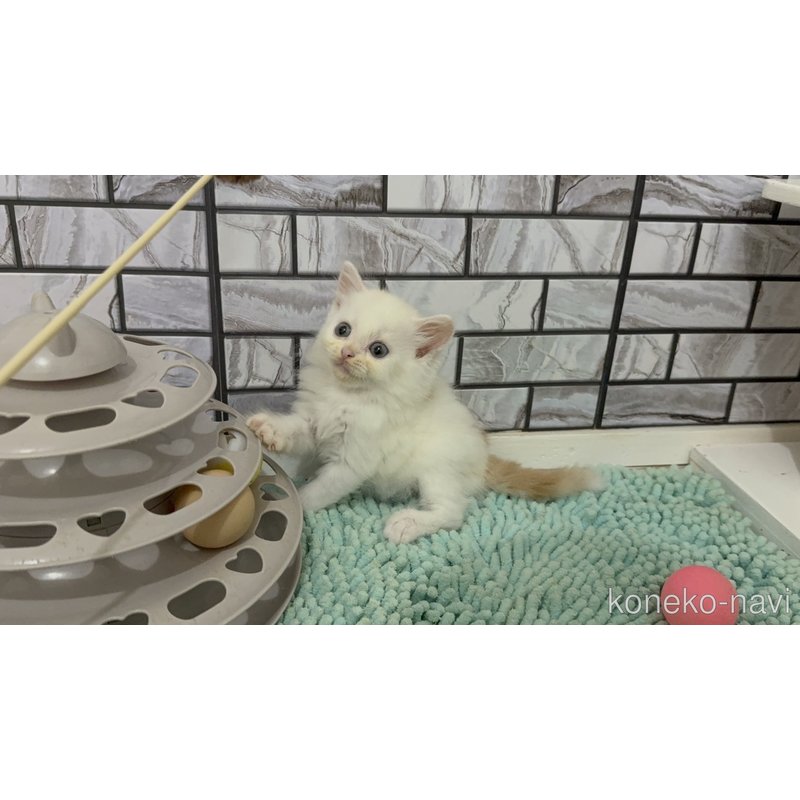 販売中の福岡県のマンチカン-122664の5枚目