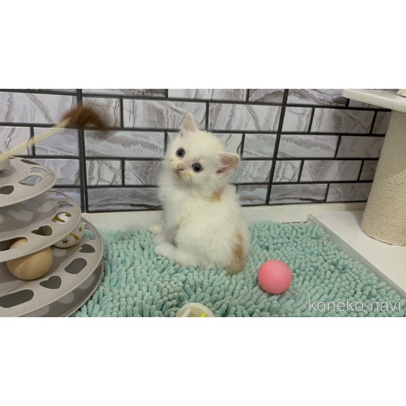 販売中の福岡県のマンチカン-122664の3枚目