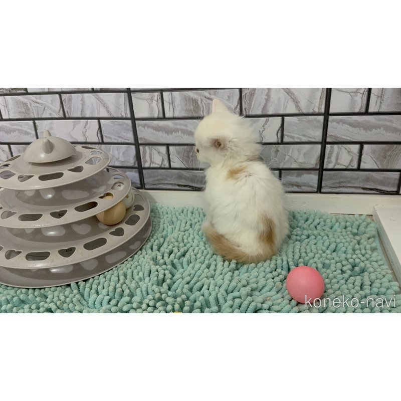 販売中の福岡県のマンチカン-122664の4枚目