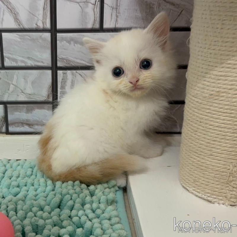 販売中の福岡県のマンチカン-122664