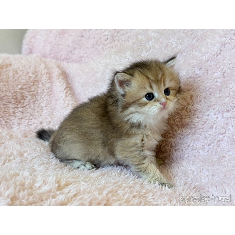 販売中の三重県のブリティッシュショートヘア-122669の3枚目