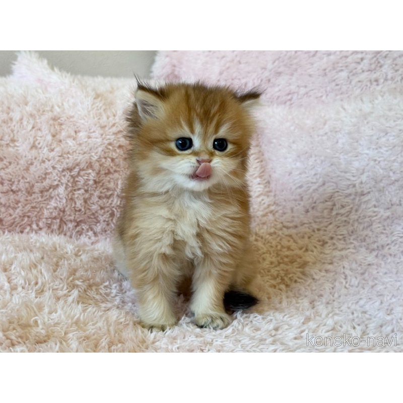 販売中の三重県のブリティッシュショートヘア-122671の3枚目