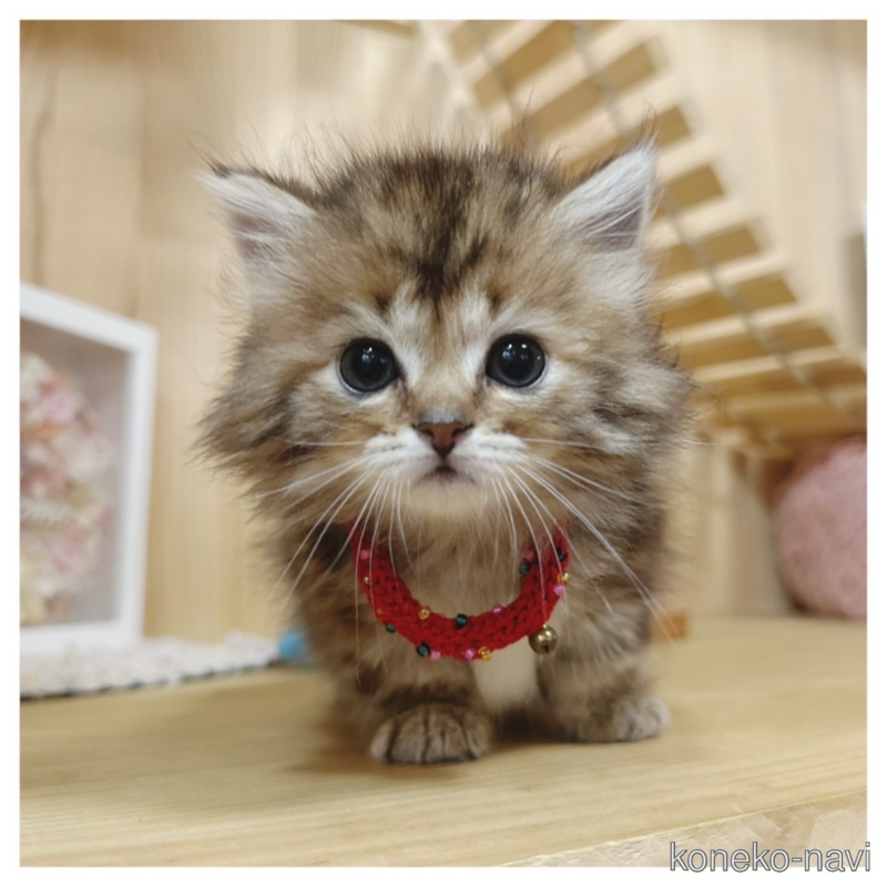 販売中の長野県のマンチカン(短足)-122672