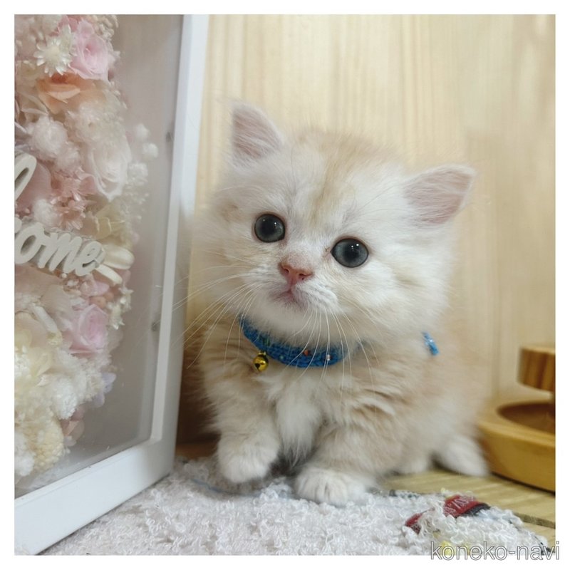 販売中の長野県のマンチカン(短足)-122673の2枚目