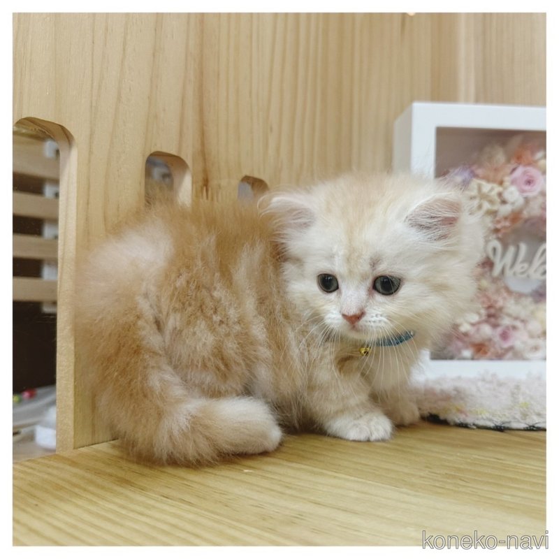 販売中の長野県のマンチカン(短足)-122673の5枚目