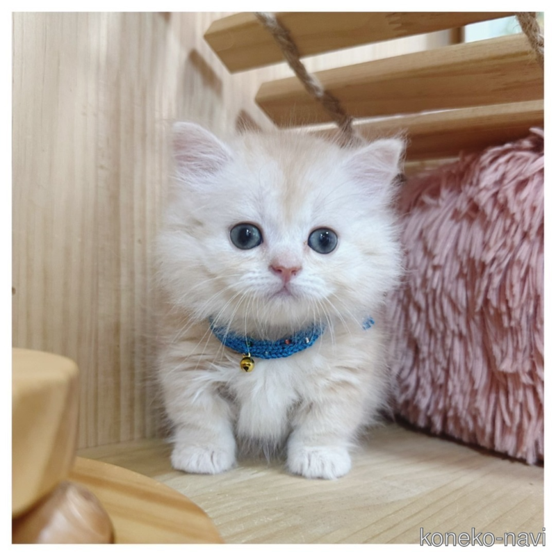 販売中の長野県のマンチカン(短足)-122673